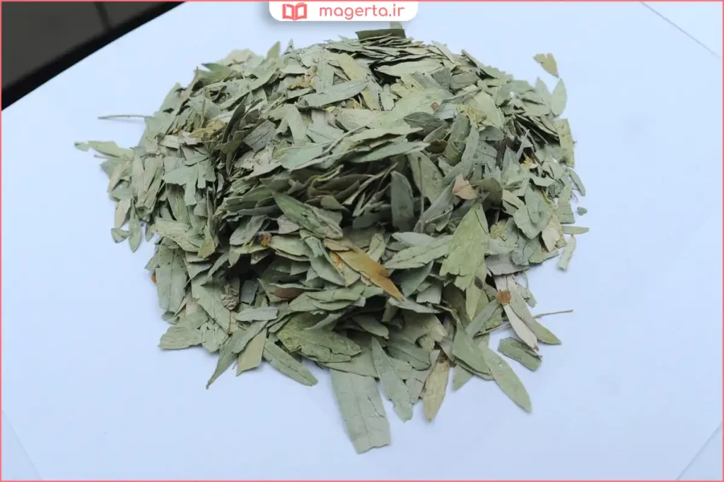 گیاه سنا در زمینهای گرمسیری با خاک خشک و آفتابگیر