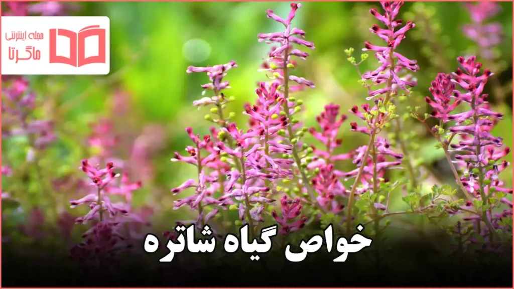 خواص گیاه شاتره