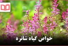 خواص گیاه شاتره