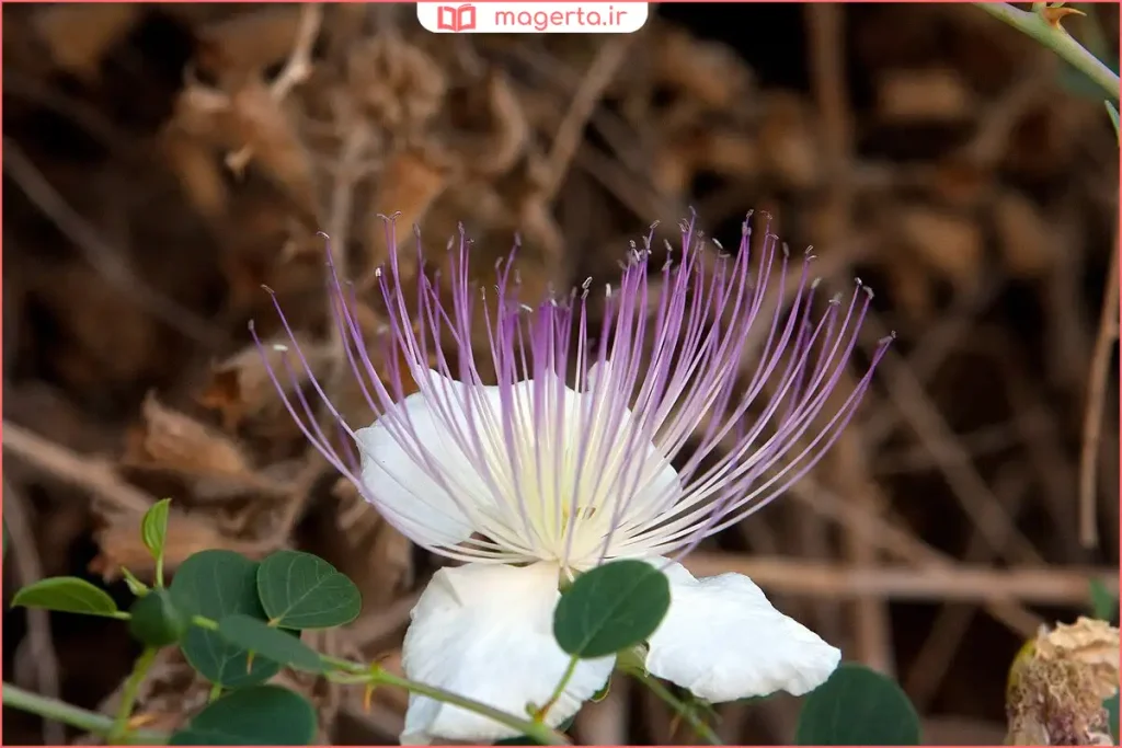 بوته گیاه علف مار با ساقههای سبز و گلهای کوچک در طبیعت