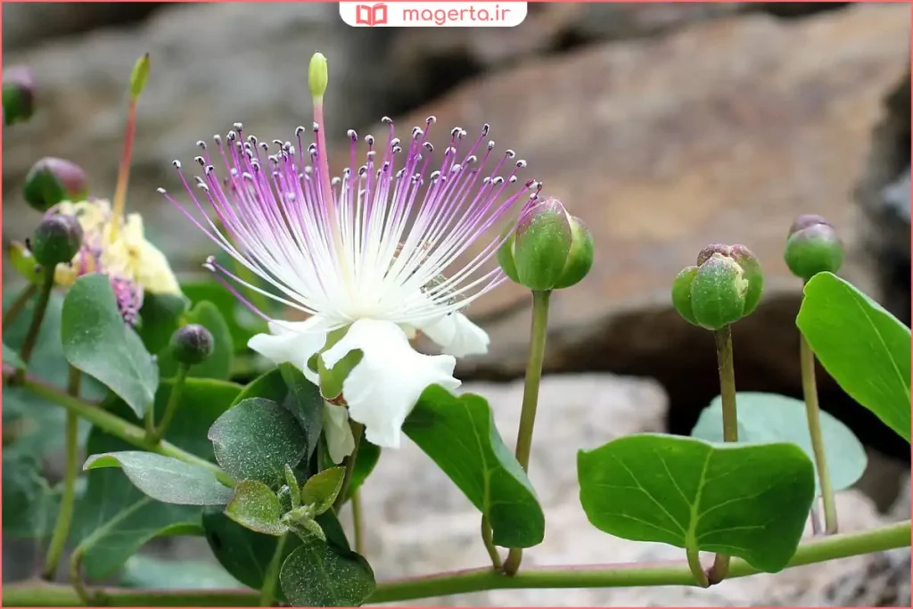 نمای نزدیک از برگهای براق و باریک گیاه علف مار در علفزار