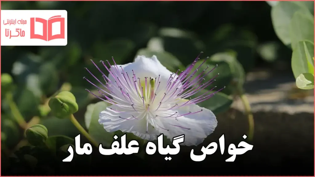 خواص گیاه علف مار