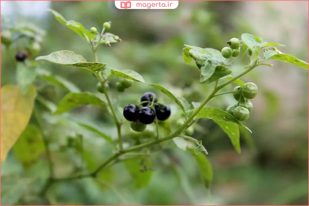 شاخه‌های گیاه تاجریزی با میوه‌های سیاه و نارنجی کوچک