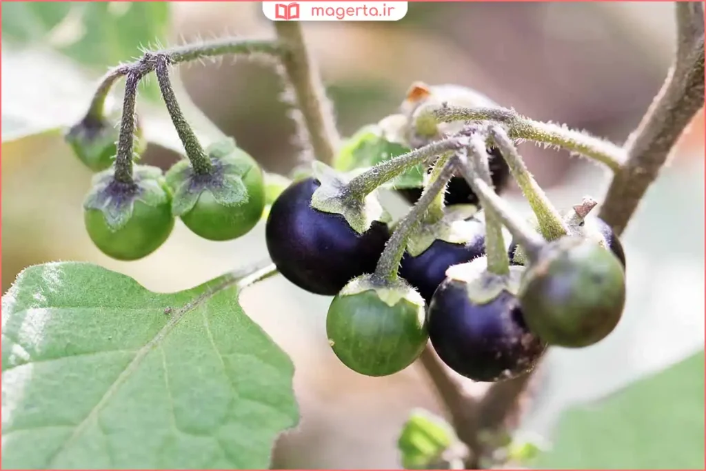 گیاه خشک‌شده تاجریزی در ظرف شیشه‌ای برای تهیه دمنوش درمانی