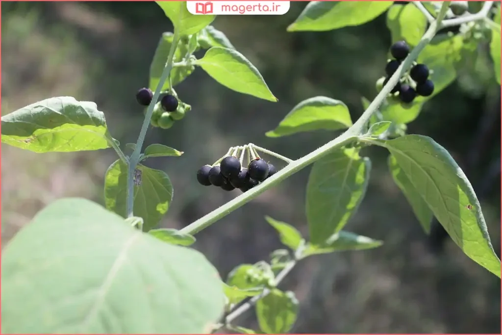 بوته تازه تاجریزی با برگ‌های سبز و میوه‌های رسیده در باغ

