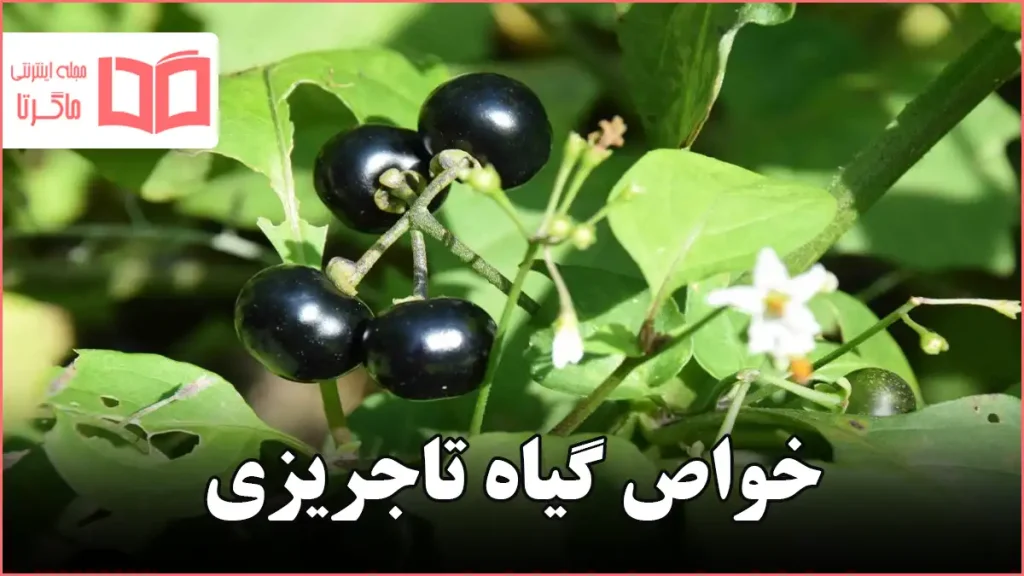 خواص گیاه تاجریزی