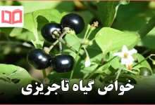 خواص گیاه تاجریزی