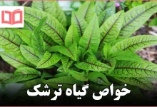 خواص گیاه ترشک