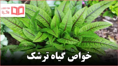 خواص گیاه ترشک