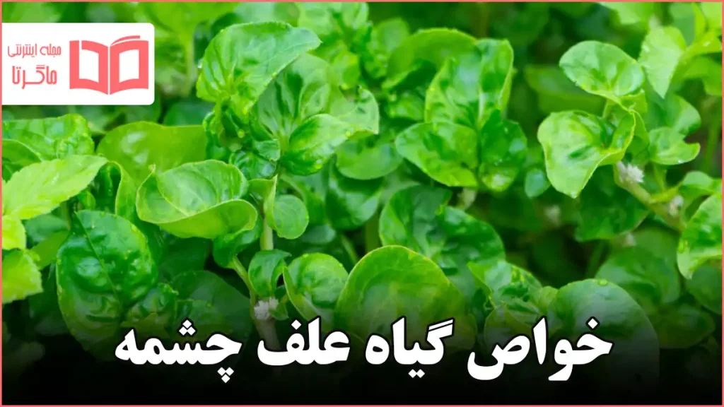 خواص گیاه علف چشمه