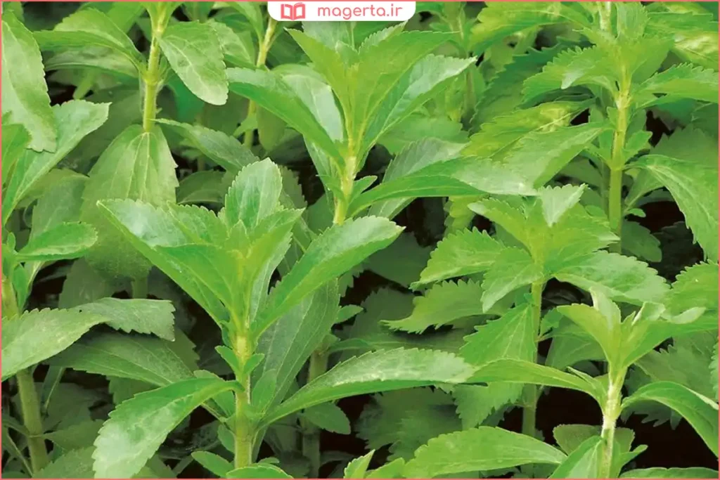 پودر استویا سفید در قاشق کوچک برای استفاده بهعنوان شیرینکننده