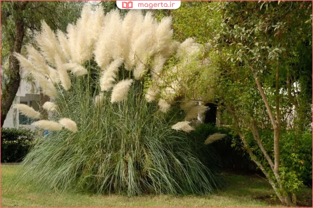 بوتههای تباشیر در محیط جنگلی همراه با خاک مرطوب