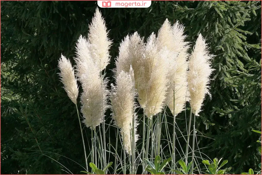 گیاه تباشیر در کنار دیگر گیاهان بومی در زیستگاه طبیعی