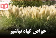خواص گیاه تباشیر