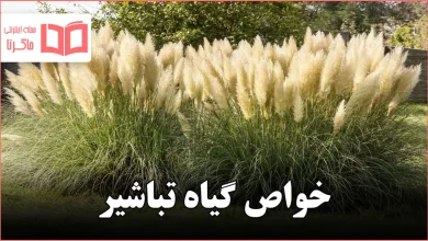 خواص گیاه تباشیر