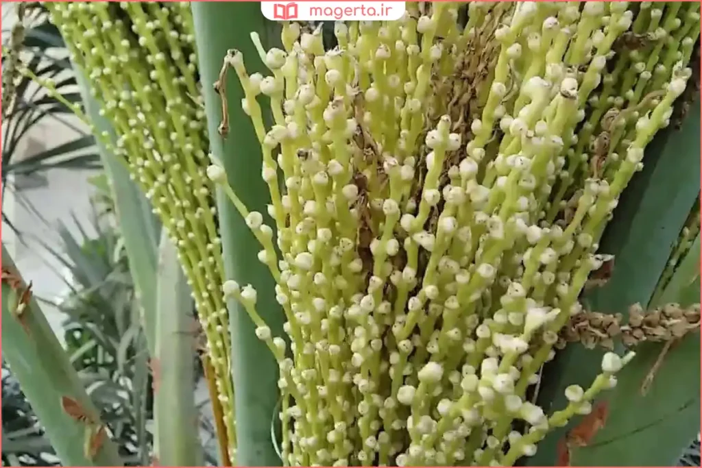 خوشه‌های طارونه روی درخت نخل در محیط طبیعی