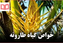 خواص گیاه طارونه