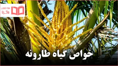 خواص گیاه طارونه