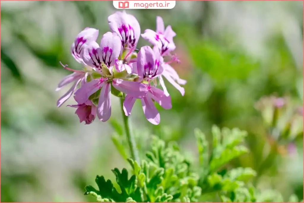 بوته گیاه عطر چای با برگهای سبز معطر در دامنه کوه