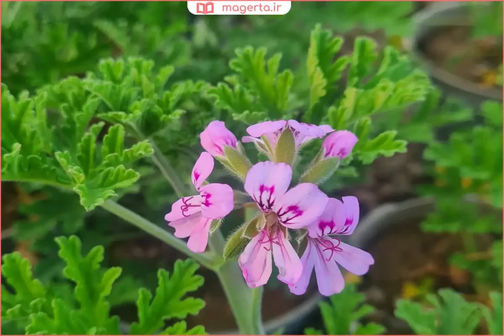 نمای نزدیک از برگهای تازه گیاه عطر چای در نور صبحگاهی