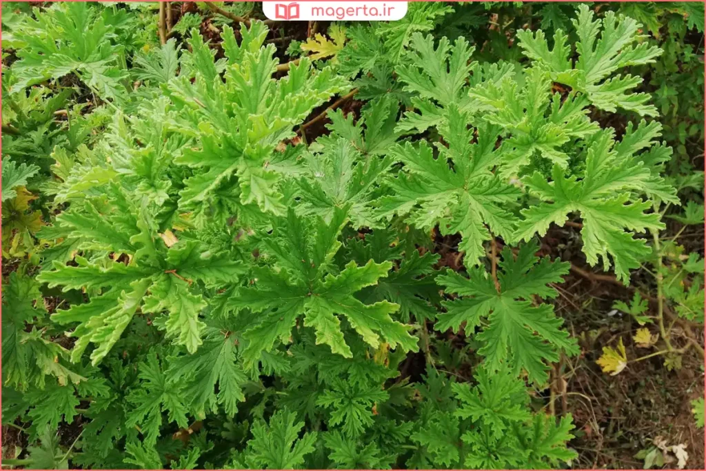 گیاه عطر چای در طبیعت کنار جوی آب و علفزار