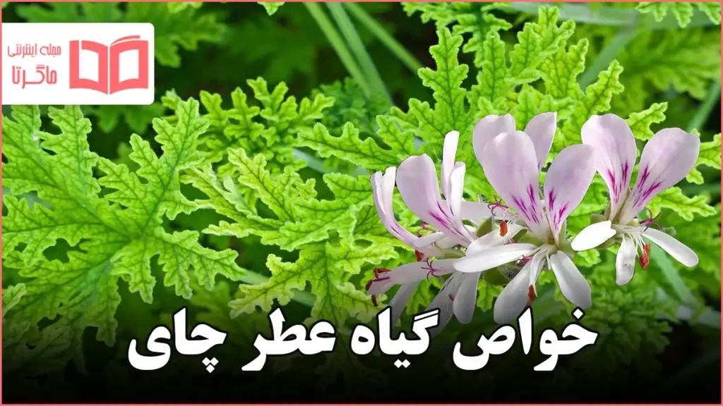 خواص گیاه عطر چای