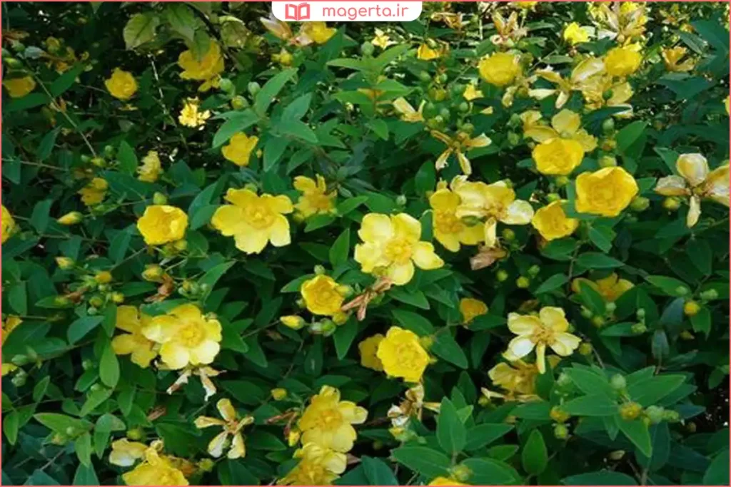 نمای نزدیک از گیاه هزار چشم با گلهای زرد کوچک و برگهای سبز