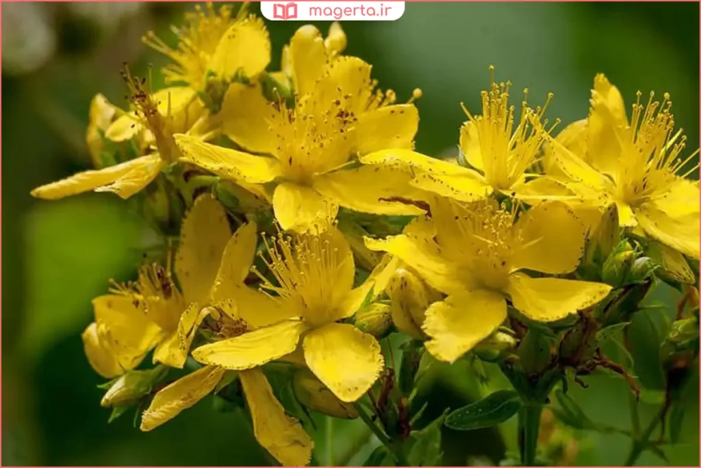 بوته تازه گیاه هزار چشم در باغچه با نور خورشید ملایم