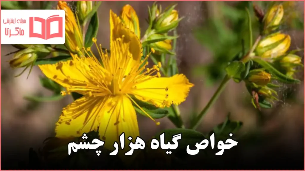 خواص گیاه هزار چشم