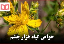 خواص گیاه هزار چشم
