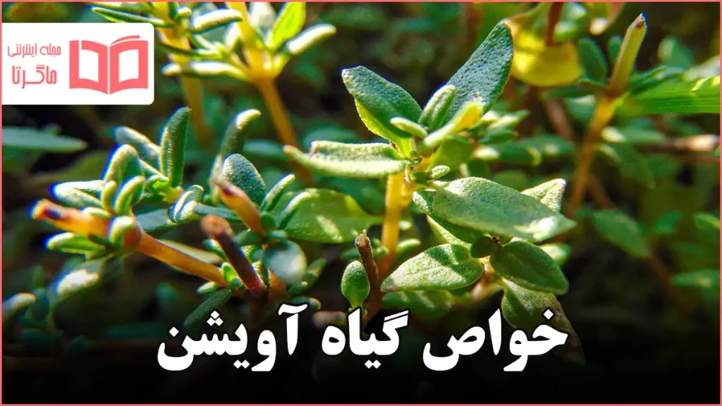 خواص گیاه آویشن