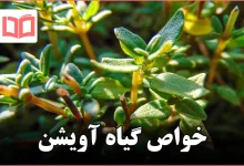 خواص گیاه آویشن