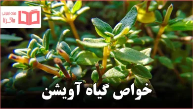 خواص گیاه آویشن