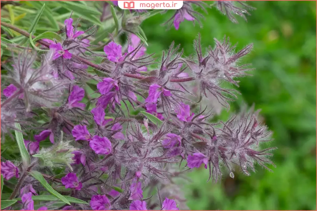 بوته گیاه توکلیجه با گلهای سفید کوچک در دامنه کوهستان