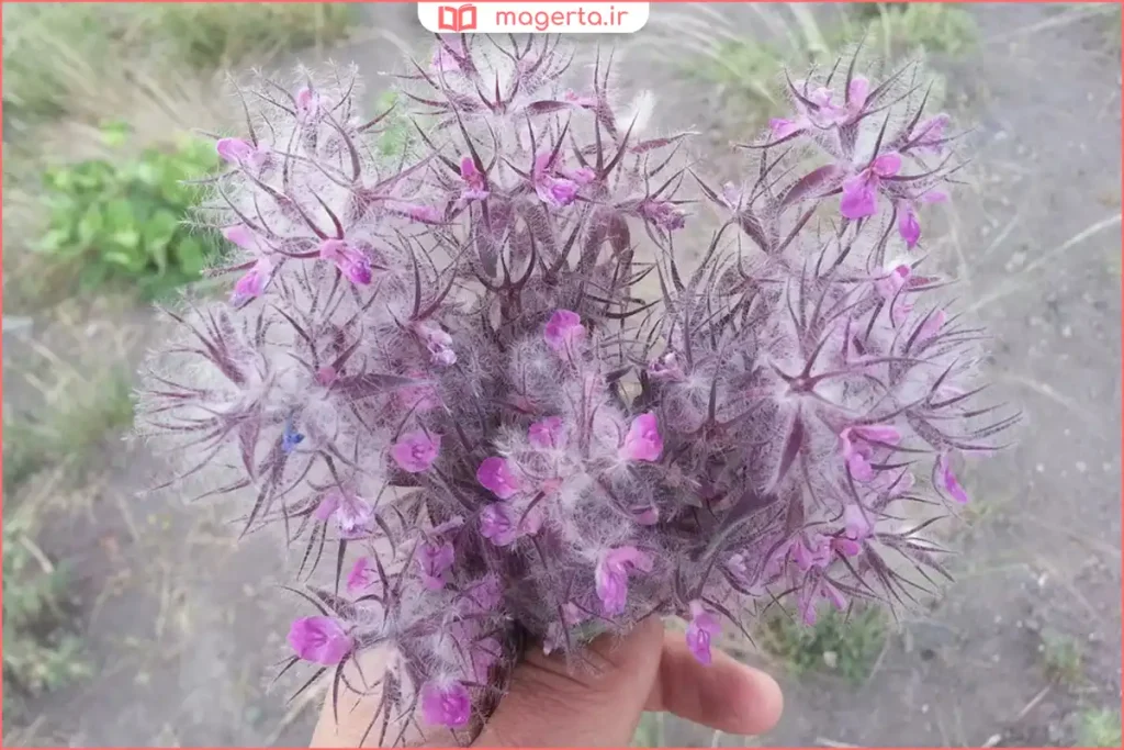 نمای نزدیک از برگهای سبز گیاه توکلیجه در طبیعت بکر