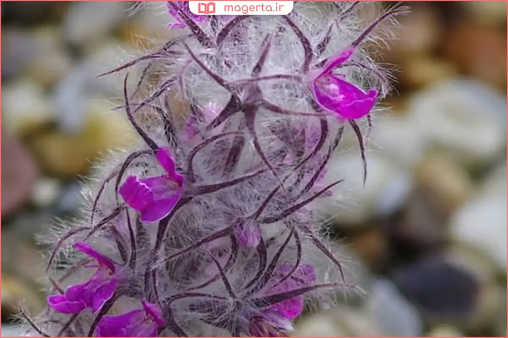 گیاه توکلیجه در میان سنگها و خاک خشک در منطقه کوهستانی