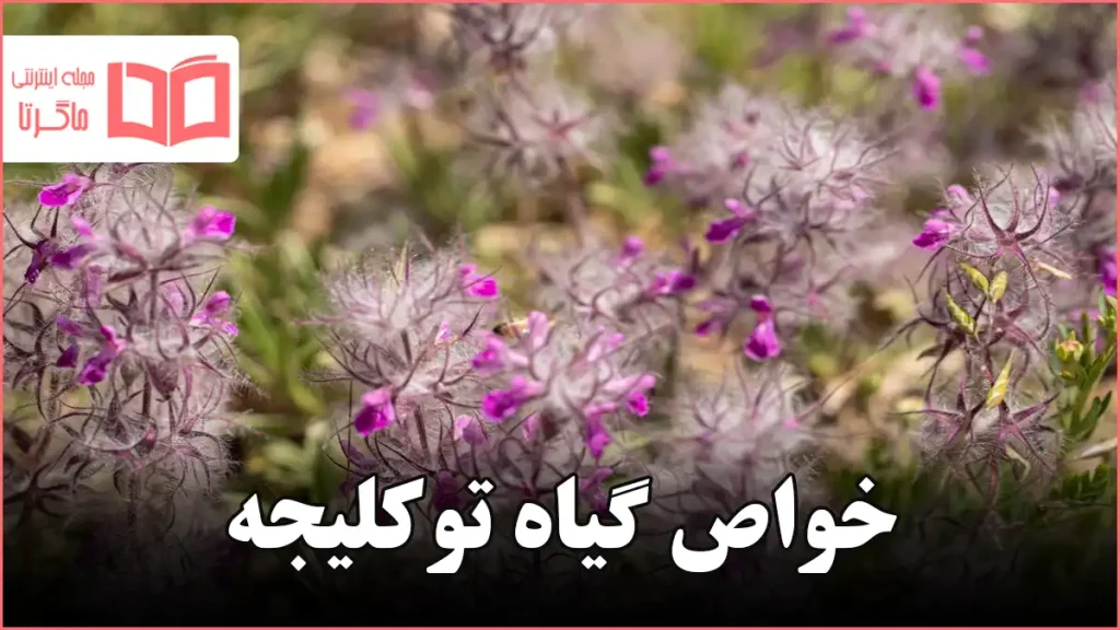 خواص گیاه توکلیجه
