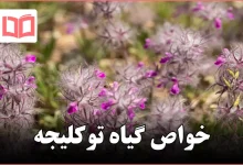 خواص گیاه توکلیجه