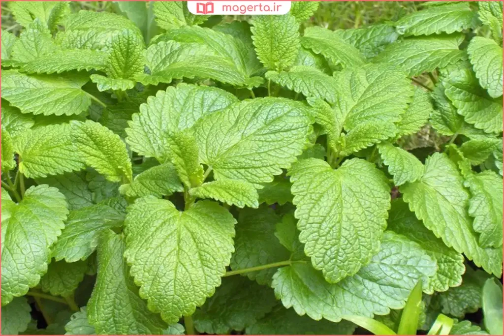 شاخههای تازه گیاه وارنگبو با برگهای سبز و معطر روی میز چوبی