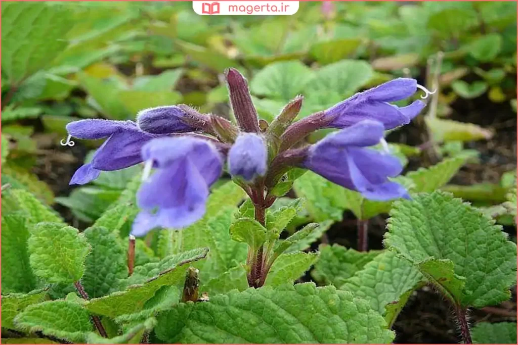 بوته سبز وارنگبو در باغچه با گلهای ریز بنفش و سفید