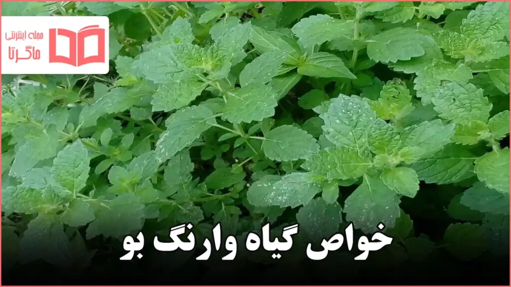 خواص گیاه وارنگ بو