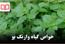 خواص گیاه وارنگ بو