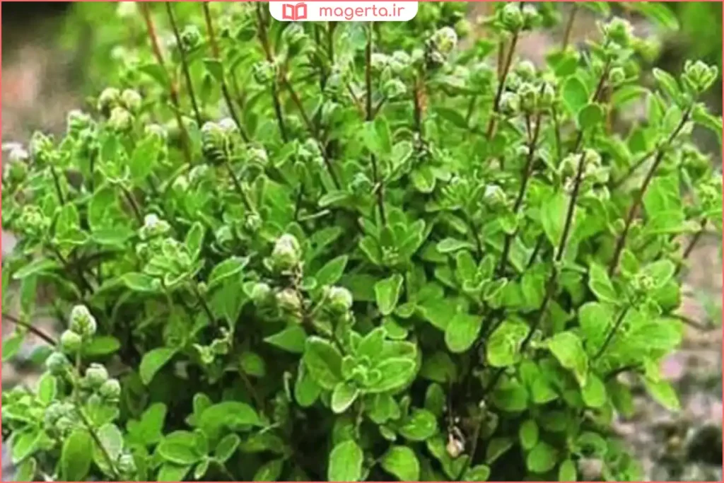 نمای نزدیک از گیاه یال پاچه با برگهای باریک و ساقههای سبز روشن