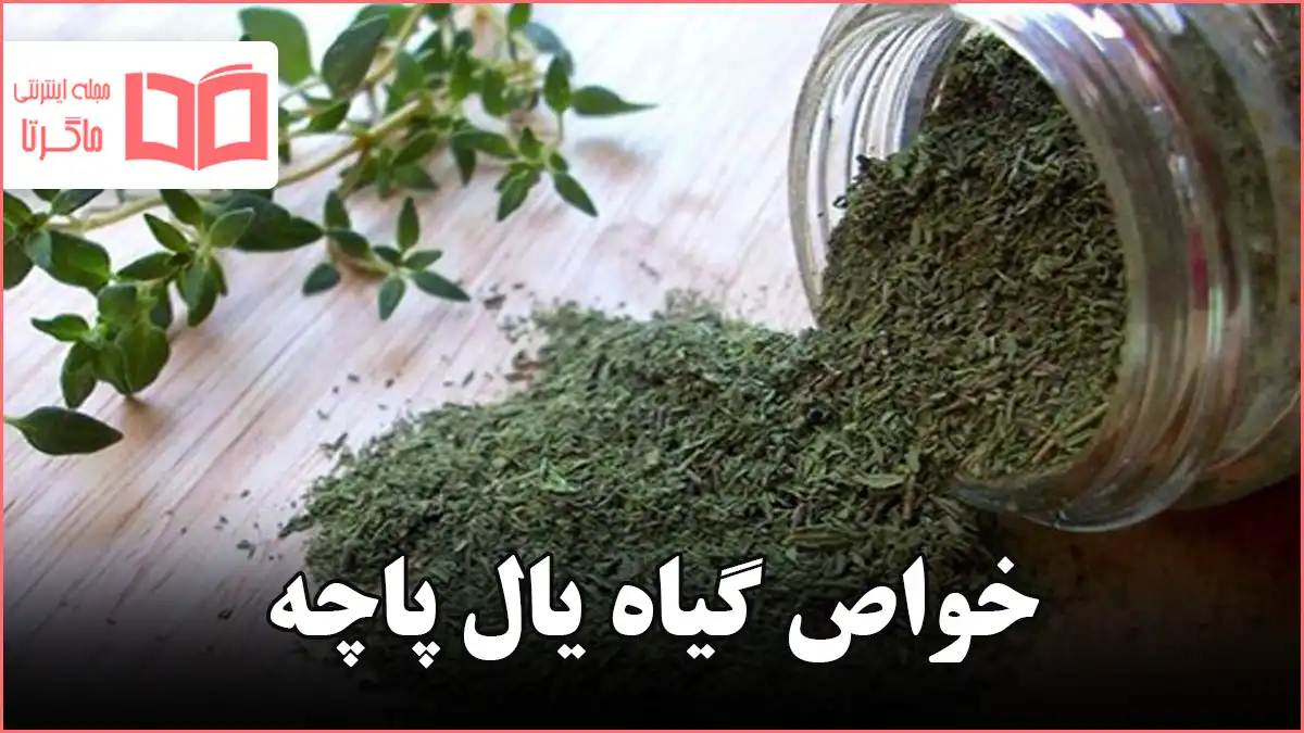 خواص گیاه یال پاچه: منبعی غنی از انرژی و شادابی روزانه - ماگرتا