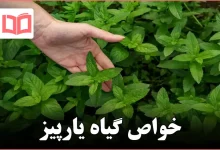خواص گیاه یارپیز