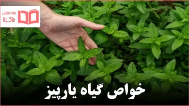 خواص گیاه یارپیز