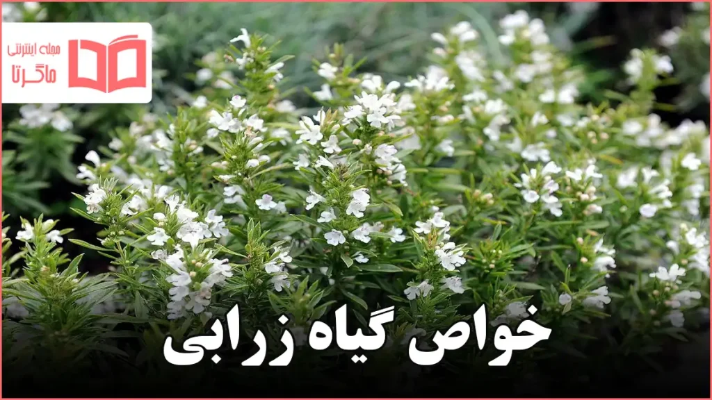 خواص گیاه زرابی