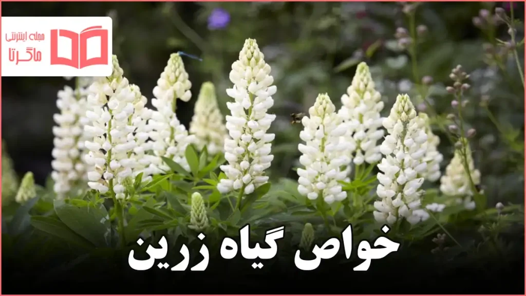 خواص گیاه زرین