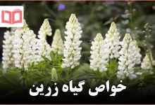 خواص گیاه زرین