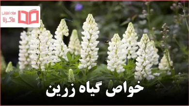خواص گیاه زرین